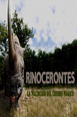 Rhinoceroses, the curse of the magic horn